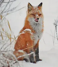 Delicious snow