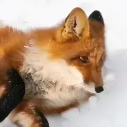 cute fox