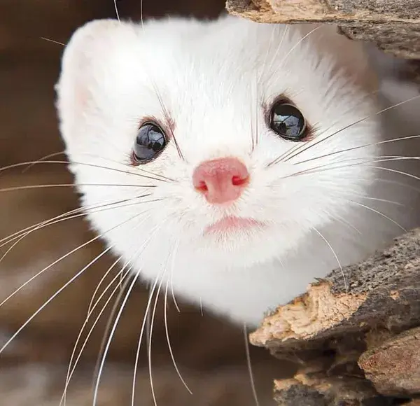 Unleash Cuteness: Must-See Ferret Pictures That Will Brighten Your Day - Animal Wallpaper Aesthetic