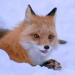 Foxes Love