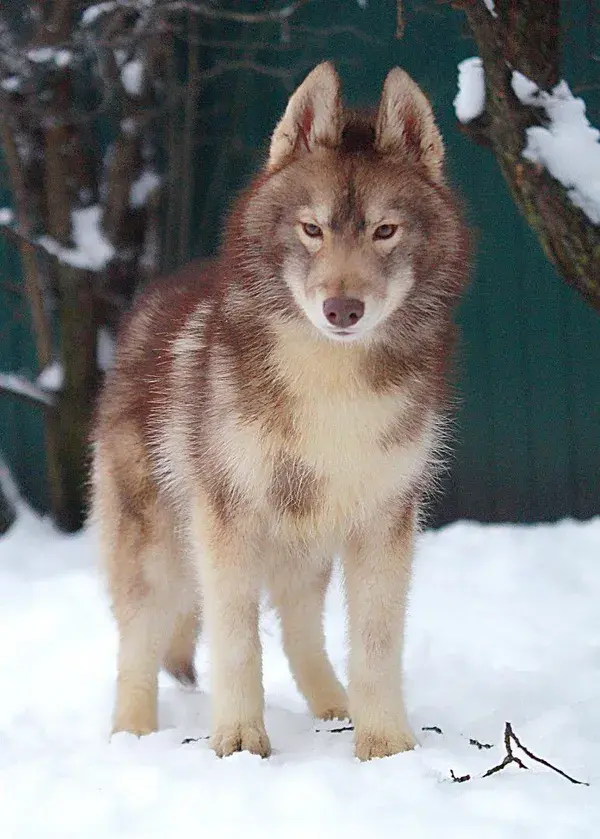 Brown agouti siberian husky