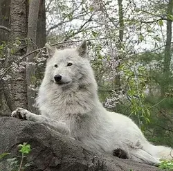 Wolves Love