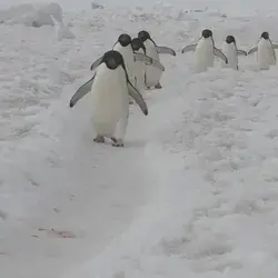 March of the penguins 🐧