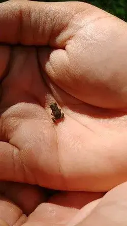 Incredibly tiny toad hopping around on a hand