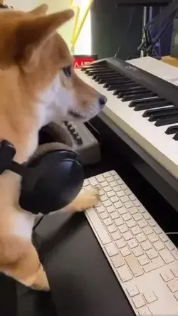 Funny dog and cat’🎧