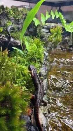 Japanese Fire-Bellied Newt