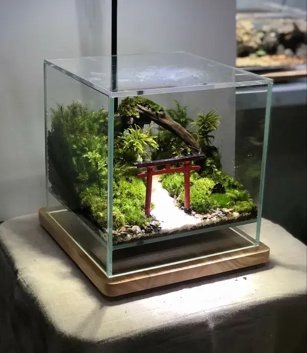 Nano cube terarium 20cm