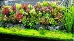 Underwater Vertical Garden