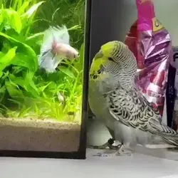 Betta Fish and Budgerigar