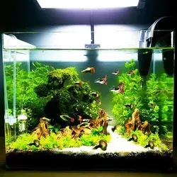 New idea - set up simple and beautiful aquarium