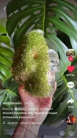 Chia seed pet