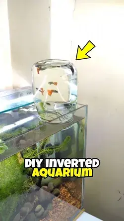 Diy inverted aquarium