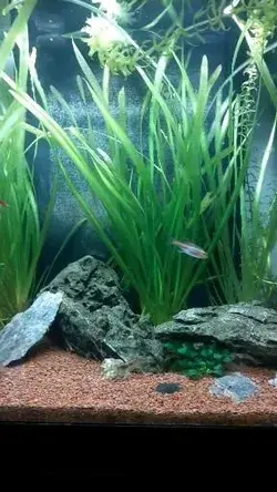 Aquarium 80l avec beaucoup de plantes