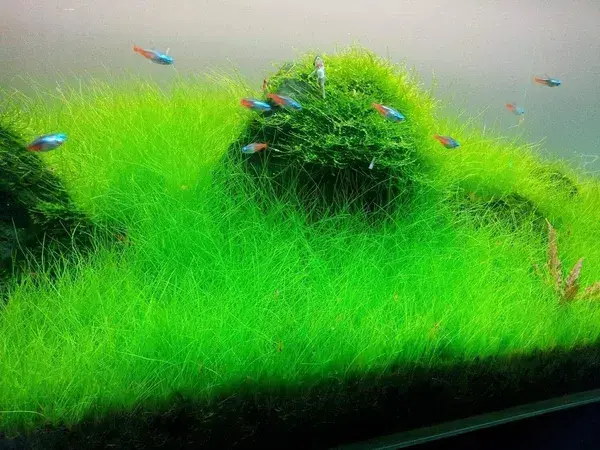 Dwarf Hairgrass Clump Eleocharis Parvula Live Aquarium Aquatic Plants | Free Shipping