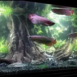 A beautiful Asian Arowana tank with Amazonian tree stumps in the middle