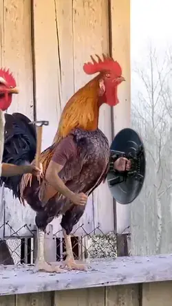 🐔🐓🐓🐓