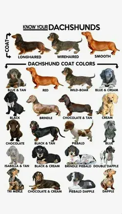 Different types of dachshund