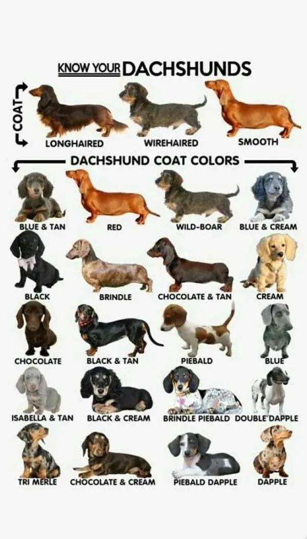 Different types of dachshund