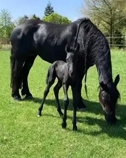 Black Beauty | Cute Baby Horse