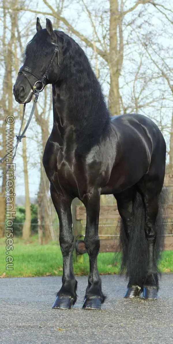 friesianhorses.eu