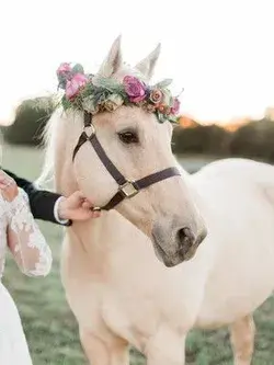 Beautiful White Horse with Flower Crown