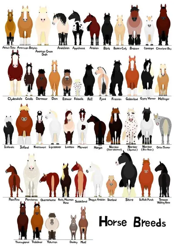 Horse breed chart