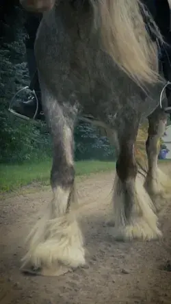 🥰 WOW! Gypsy Vanner Fairytale Horse!