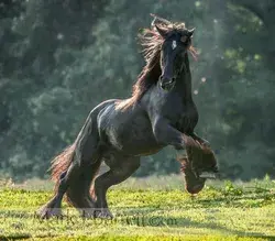 Mark J. Barrett Photography/Video Production/Horses Stock