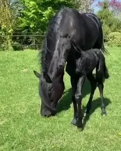 Black cut  foal