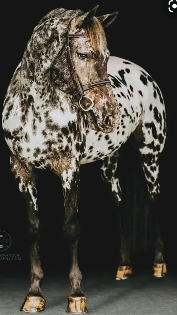 Beautiful and aesthetic horses! 🐴💎