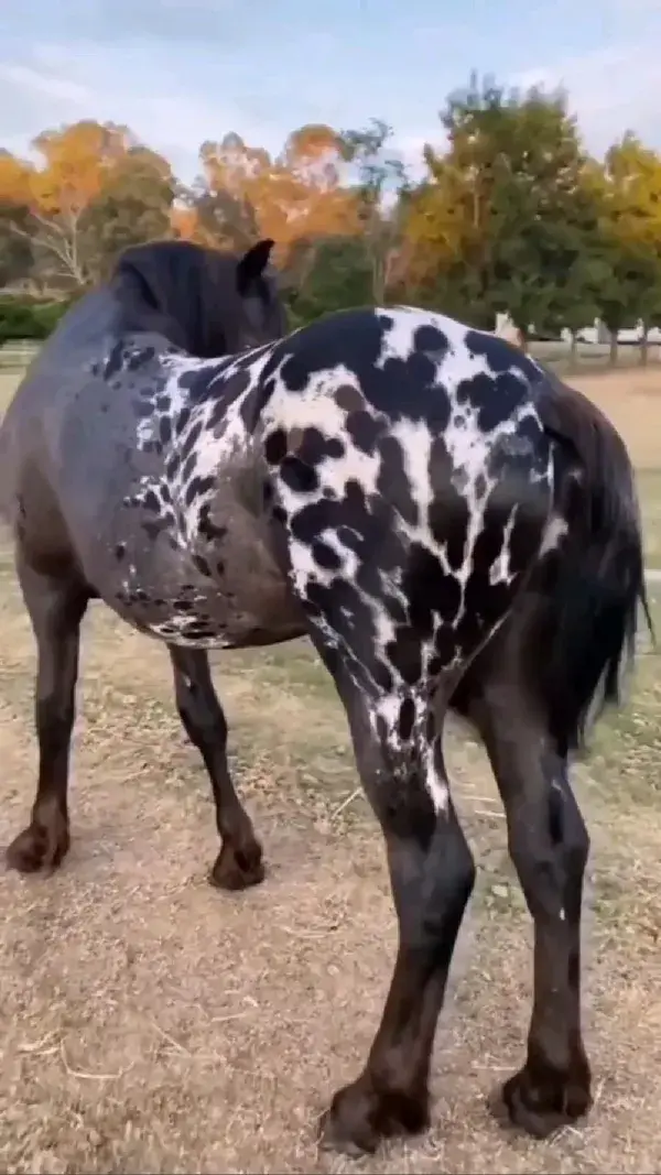 🐎