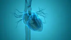 Human Circulatory System Heart Beat Stock Footage Video