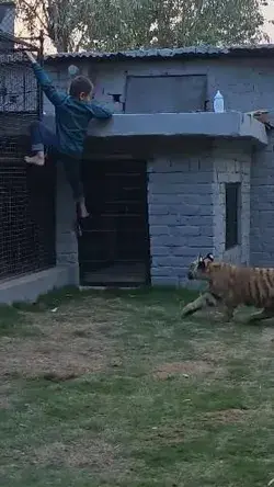 Boy playing with tiger 🤯