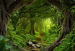 Haosphoto Vinyl 7X5FT Tropical Jungle Forest Backdrop Fairytale Woods Backdrops Dirt Road Path Cascade Old Tree Green Grass Meadow Photography Background for Adults Tourism Photo Studio Props HL02: Amazon.co.uk: Electronics &amp; Photo