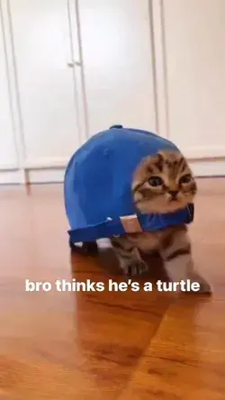 Bro is a turturtle