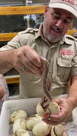 Hatching baby snakes gets messy 🐍 #animals #animalsoftiktok #reptiles #nature #snakes #python