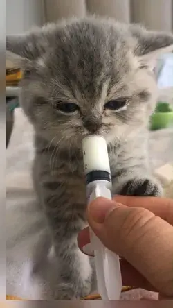 The kitten looks so cute sucking milk