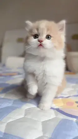 cute kitten #cat