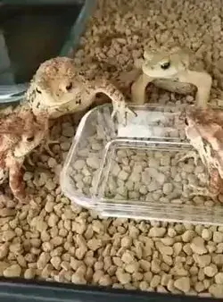 Froggos