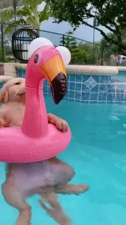 Relaxing 🐶🐶❤️❤ funny video 😂