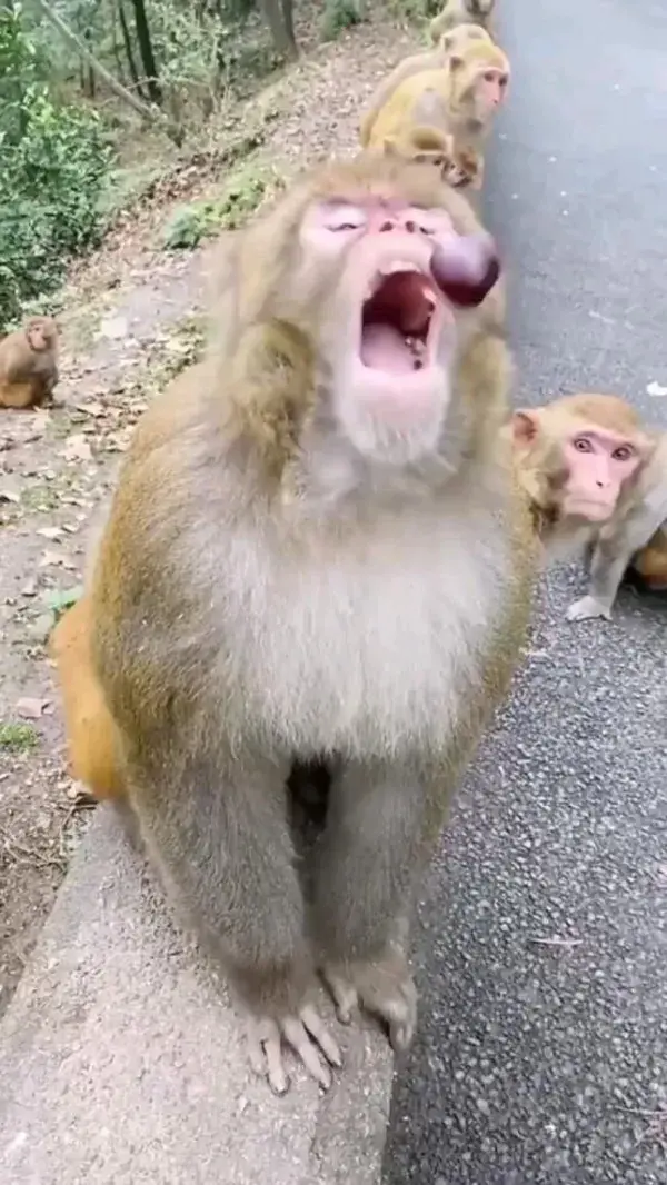 Monkey 🐒🐒🐒