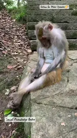 Funny Monkey 🤣