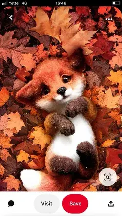 Beauty little fox