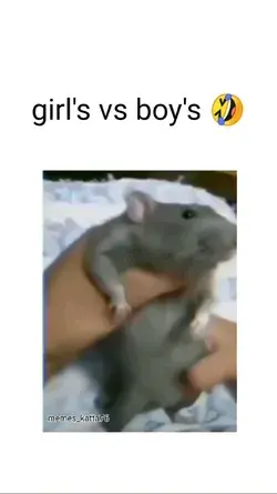 rat boys vs girls 🤣