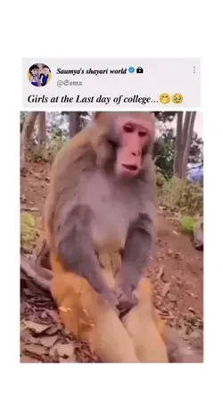 funny relatable memes 😂😂! monkey memes