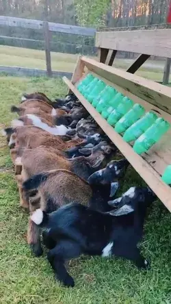 Hungry goat babies at feeding time