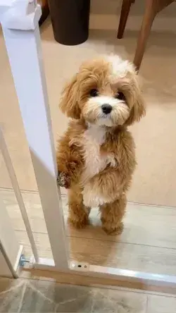 💓 Cutest Puppy
