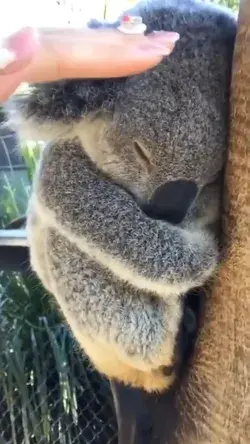 koala bear