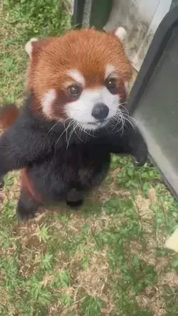 This little red panda is the cutest animal on social media!Here are some fun facts about red pandas