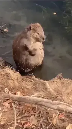 A beaver taking a morning bath in Yuma, Arizona.